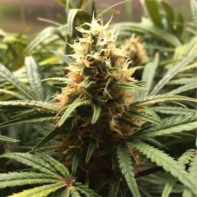 Big Bazooka > Anesia Seeds | Feminized Marijuana   |  Indica